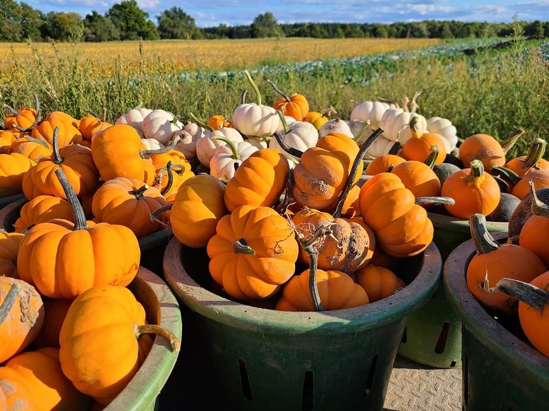 Prince Edward County in The Fall
