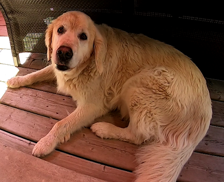Bacchus The Dog