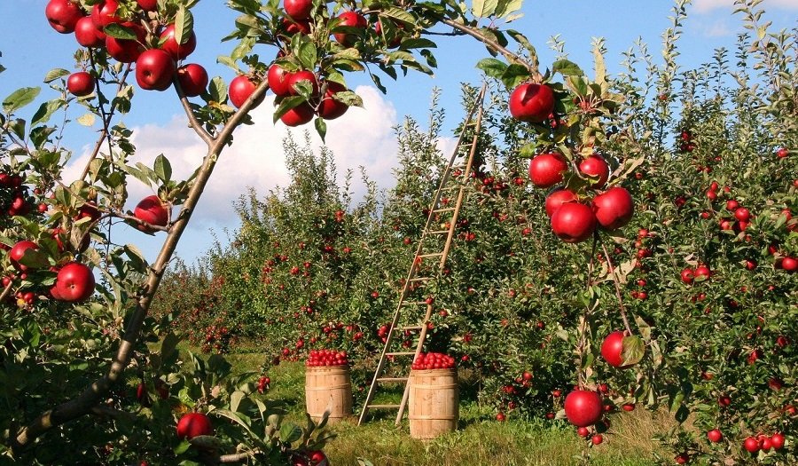 Campbell's Orchard & Country Market