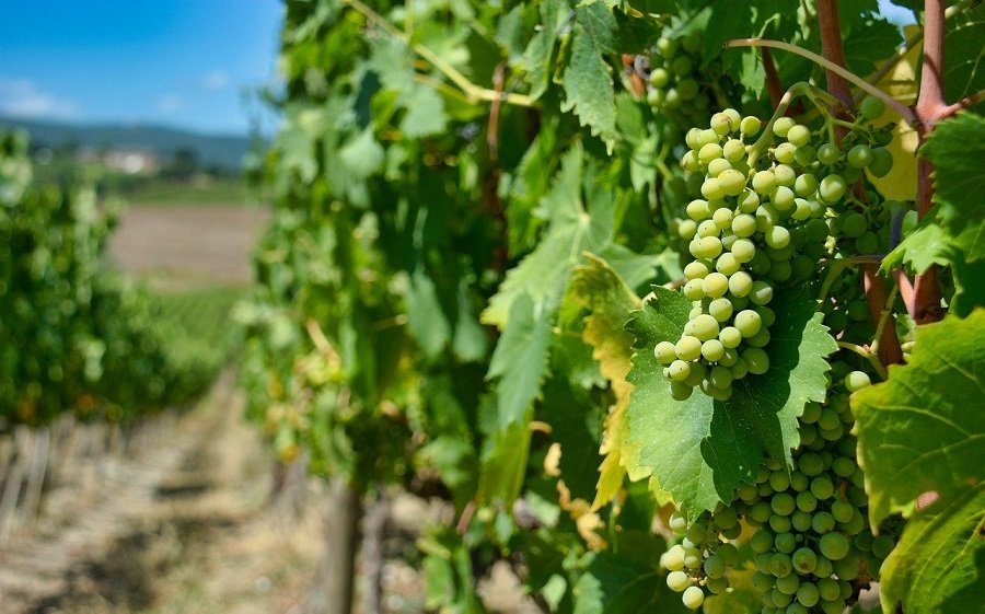 South Marysburgh Wineries