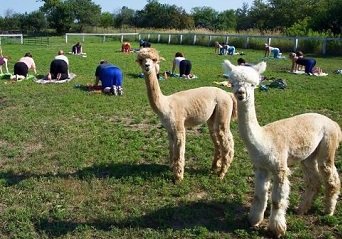 Yoga with Alpacas