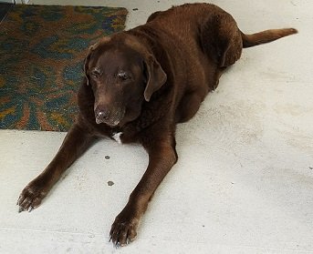 Broken Stone Dog Friendly