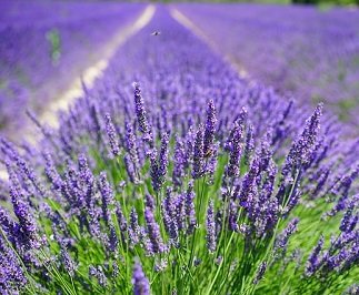 Millefleurs Lavender Farm