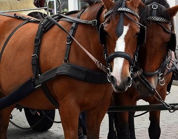 The County Carriage Co.