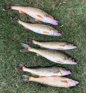 Walleye in Wellington