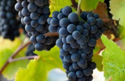 Pinot Noir Grapes