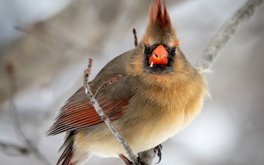 Bird Watching In Prince Edward County