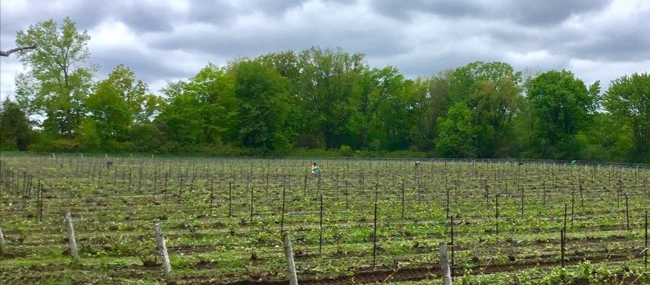 Unique Terroir of Prince Edward County