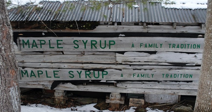 Maple in the County