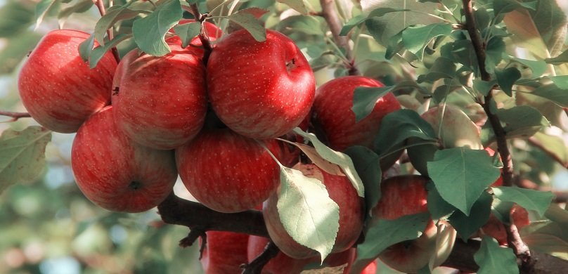 Prince Edward County Apples