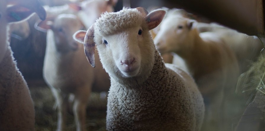 Main Features of The Waupoos Petting Zoo