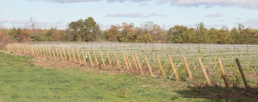 Wineries In The Fall