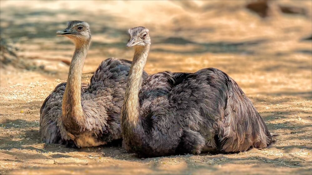 Ostrich Farm