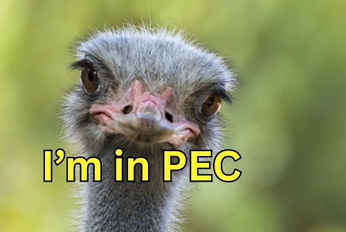 Ostrich in PEC.jpg