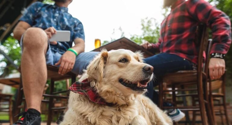 Lake on the Mountain Brewing is Dog Friendly
