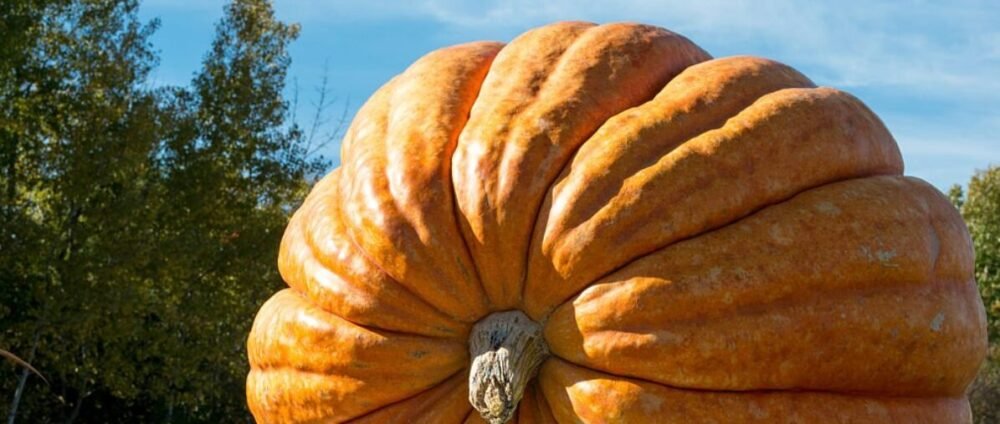 Giant Pumpkin Weigh-off