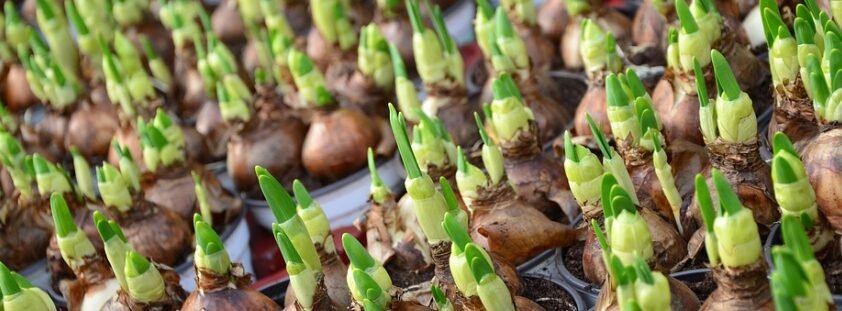 Flower Bulbs