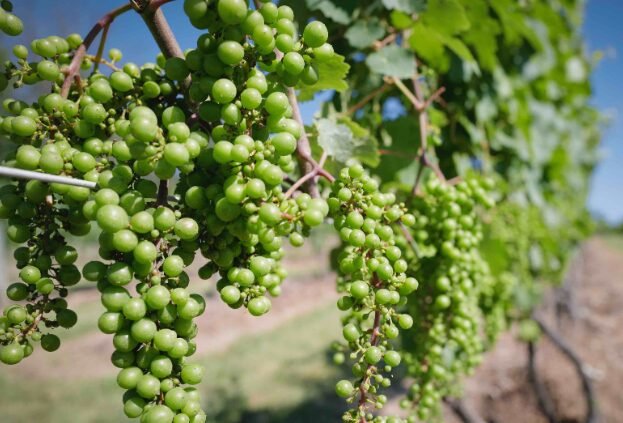 Cool Climate Advantage