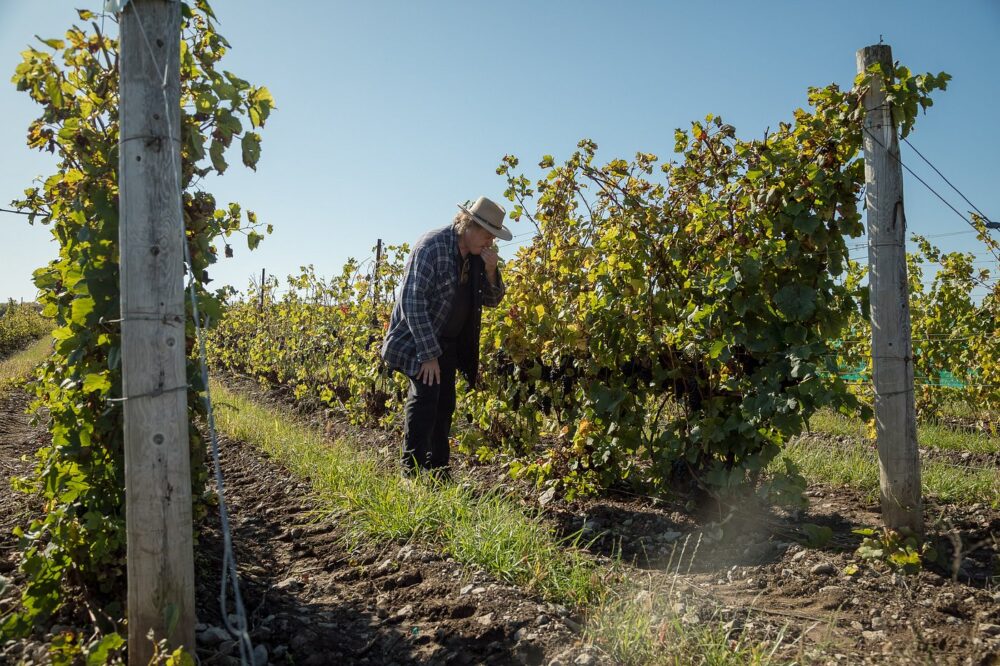 A Beginner’s Guide to PEC Cool-Climate Wines