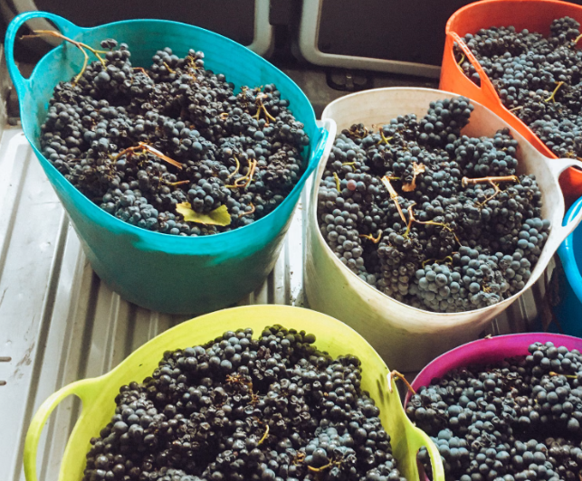 Warm climate grapes