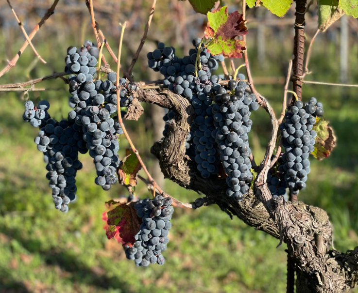 Cool Climate grapes