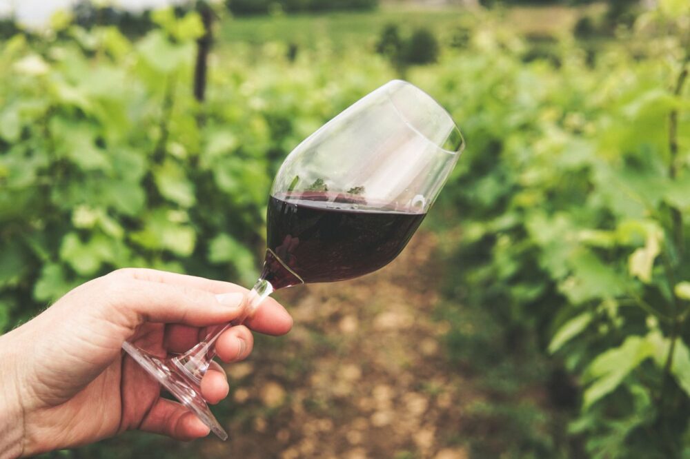 8 Wineries That Are Best For First-Time Visitors?
