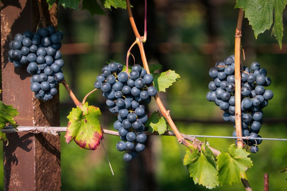 Prince Edward County Wineries With The Best Pinot Noir?