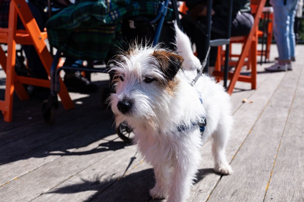 Is Prince Edward County Dog Friendly? A Local’s Guide for Dog Lovers