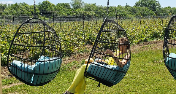 Sandbanks Estate Winery